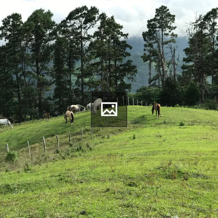 Wild horses on hillside