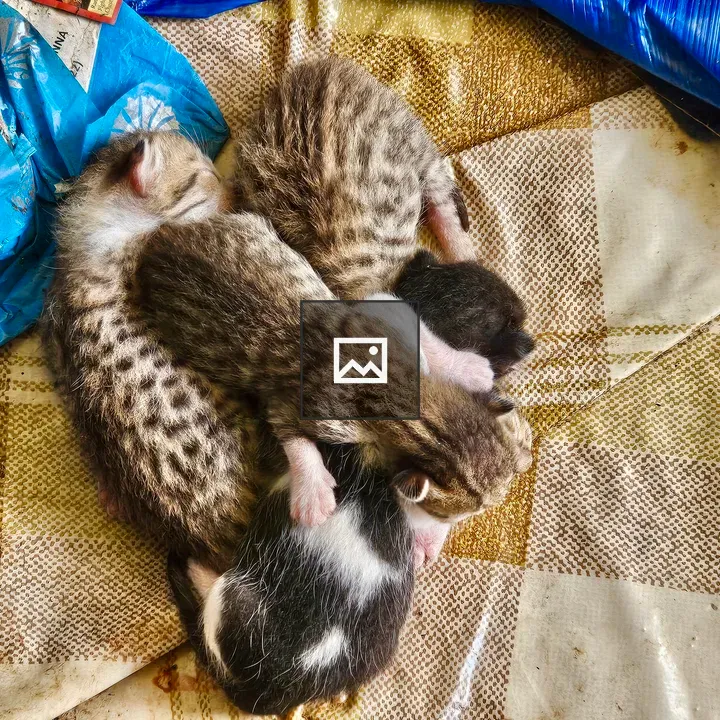 Kittens from our neighbourhood