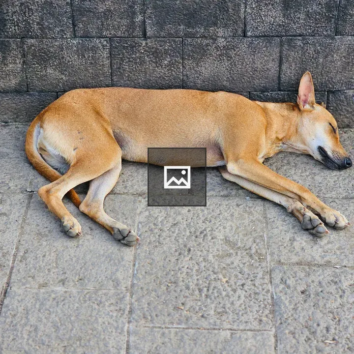 Street dog resting on pavement