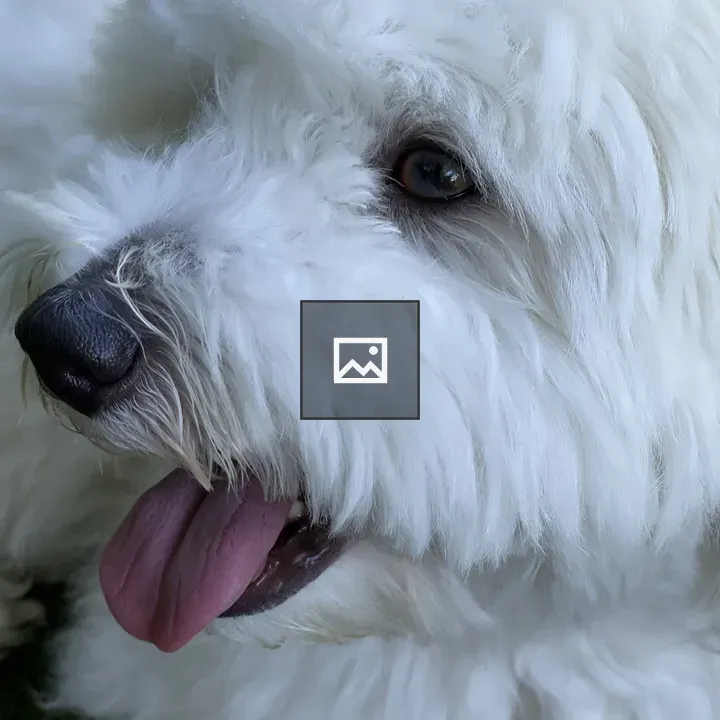 White cockapoo
