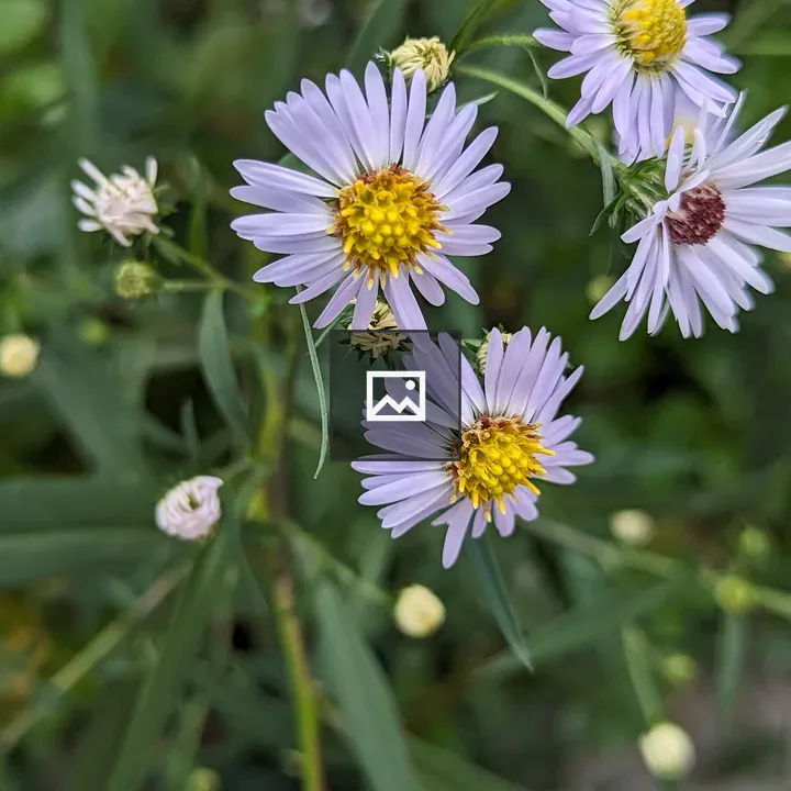 Small white flowers with yellow centers