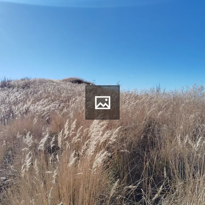 Golden field of grasses