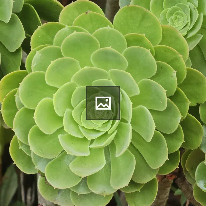 Aeonium succulent close-up