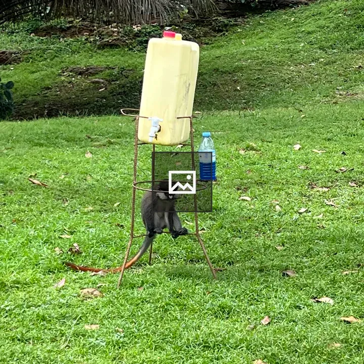 Brown-tailed monkey rests under jerrycan