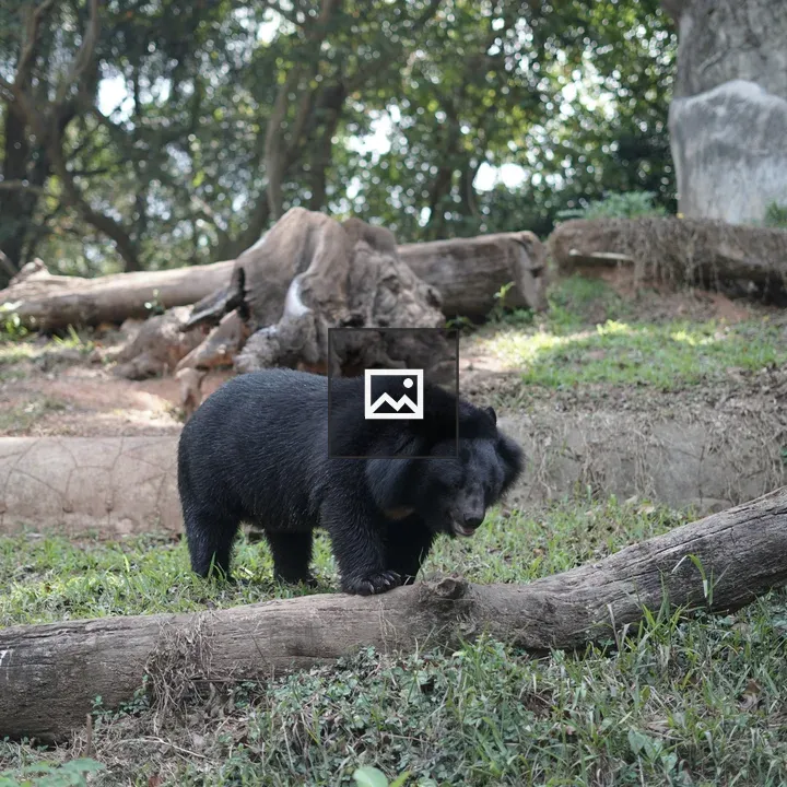 Black bear at zoo
