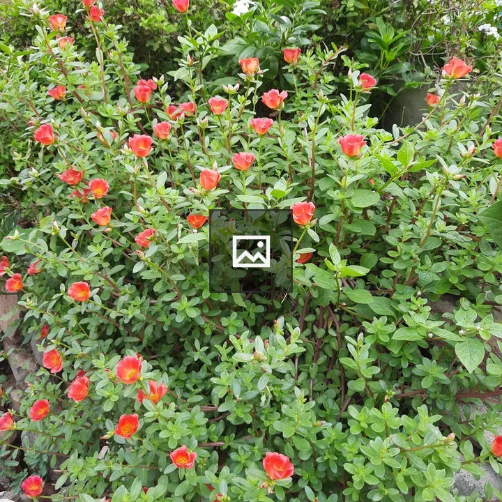 Red flowers on a green bush