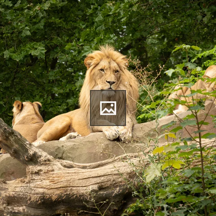 Lion Pride on Rock at Berlin Zoo