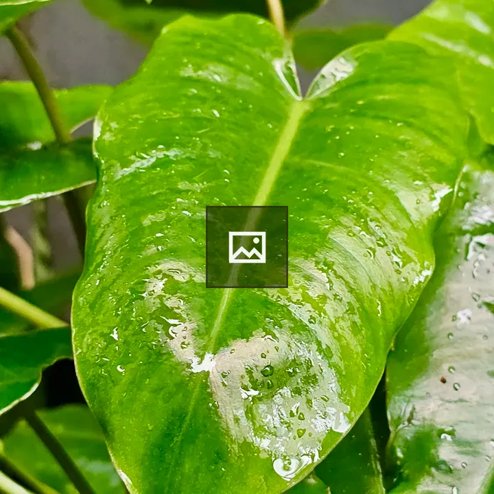 Heart-shaped Philodendron Leaf