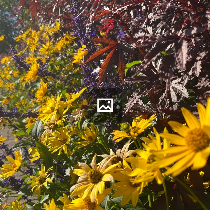 Flower lined sunny path