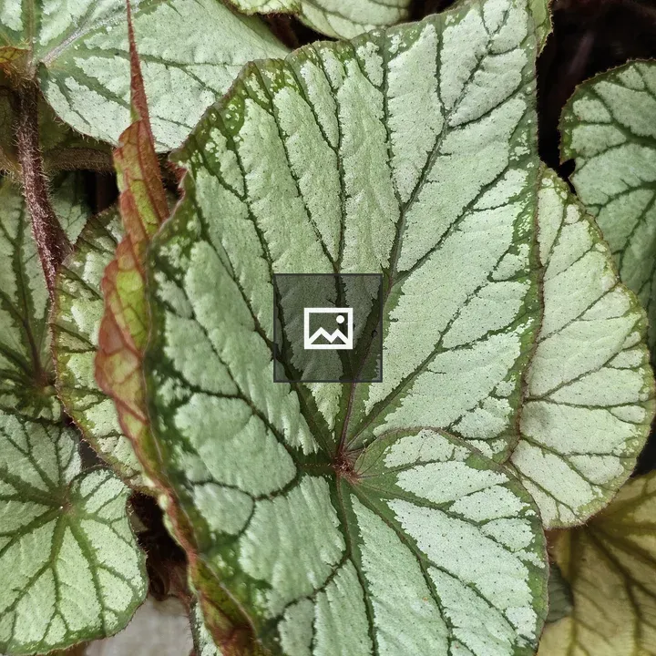 Begonia rex Leaves Close-Up