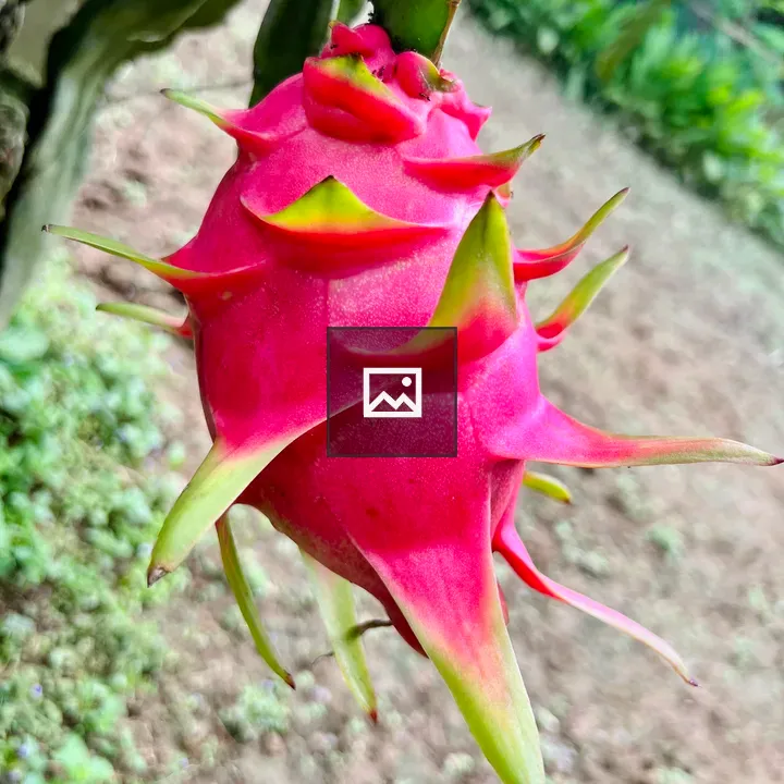 Dragon fruit on cactus branch