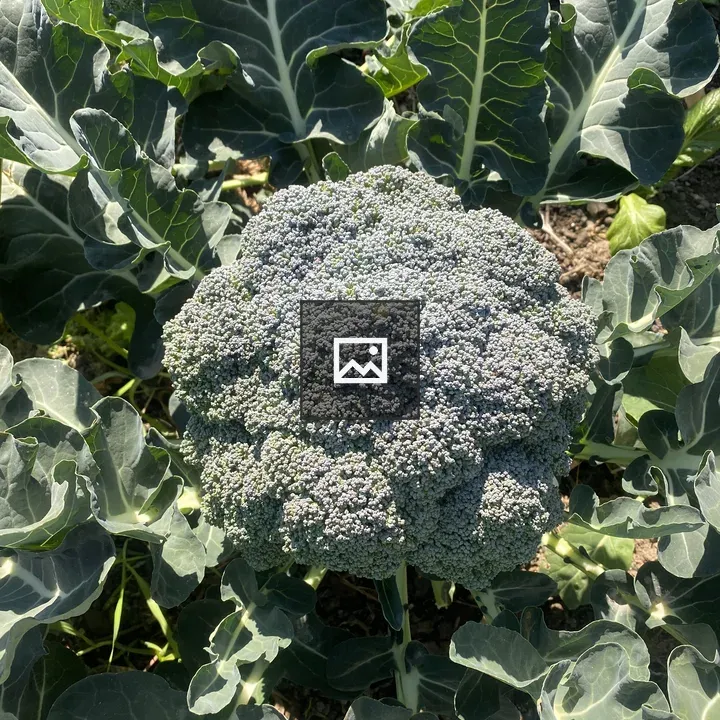 Broccoli Plant Close-Up