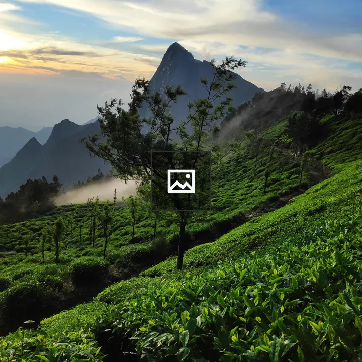 Misty mountains tea garden view