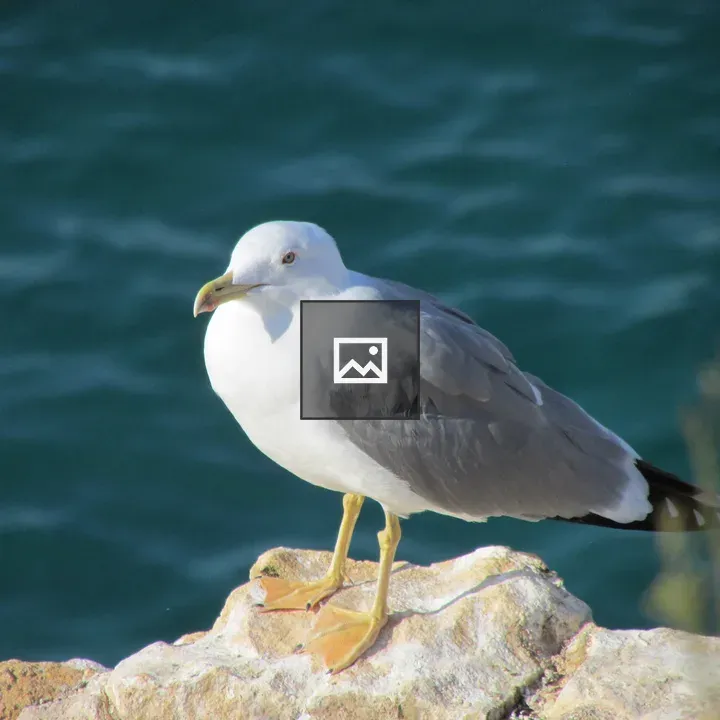 Yellow-legged seagull