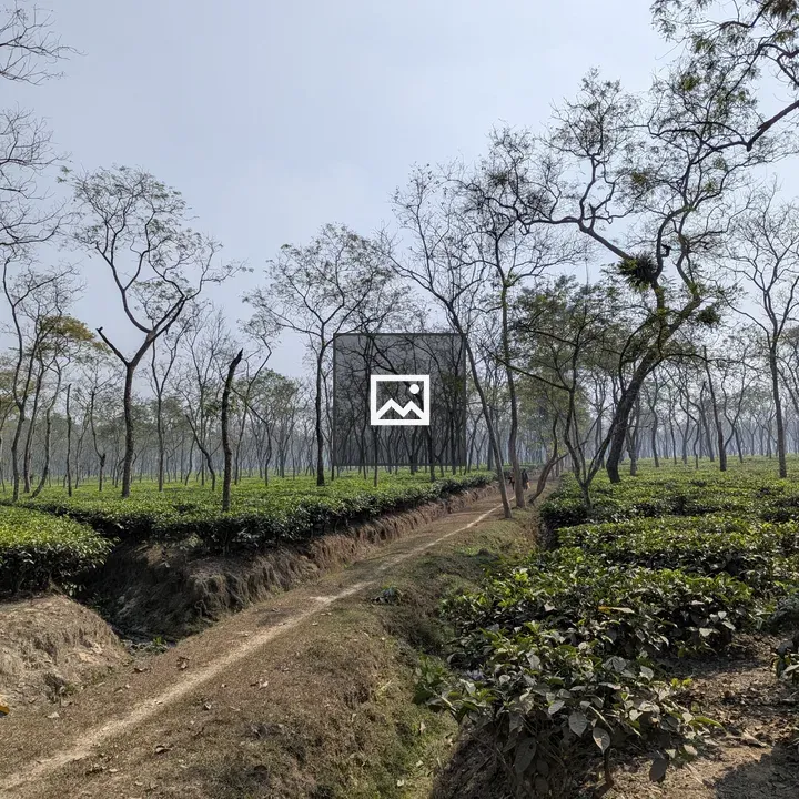 Tea plantation rows landscape