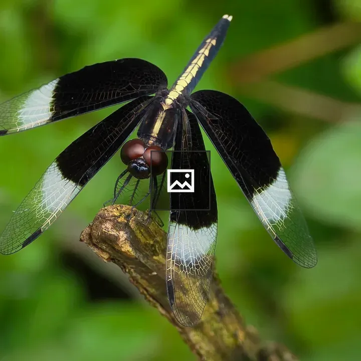 Male Pied Paddy Skimmer Dragonfly