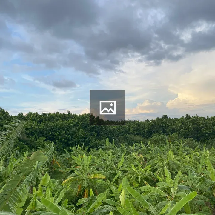 Banana Plants in Dense Landscape