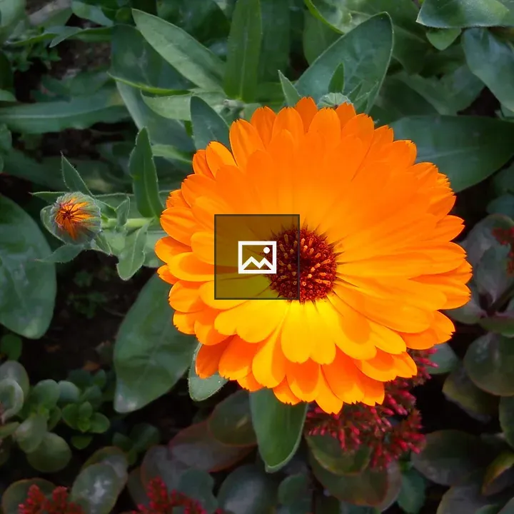 Top view marigold flower