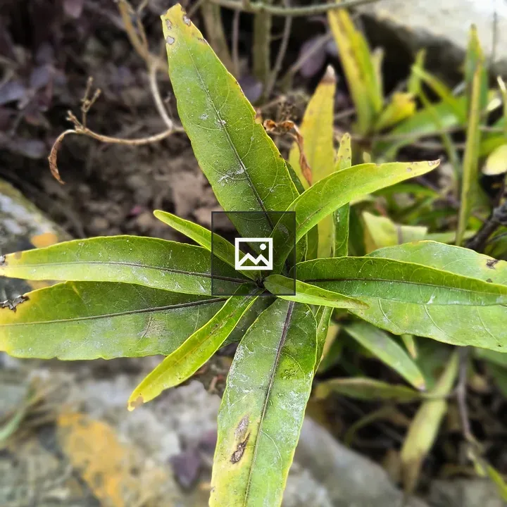 Close-up Leaves with Spots