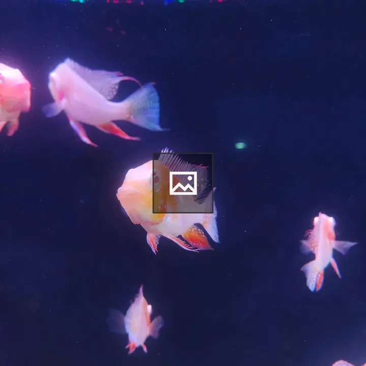 Albino Accra in Aquarium