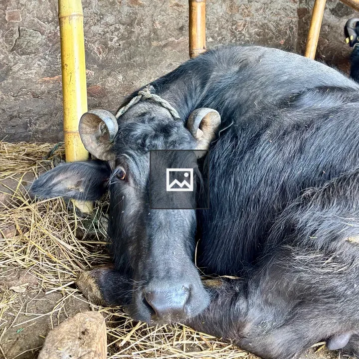 Close-up of resting buffalo