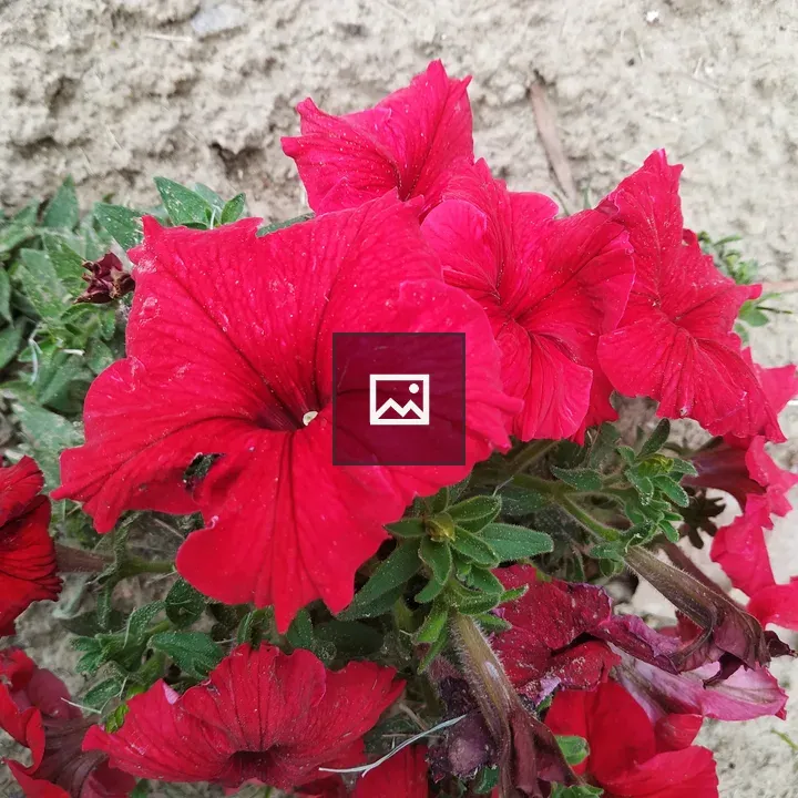 Bright red petunias in soil