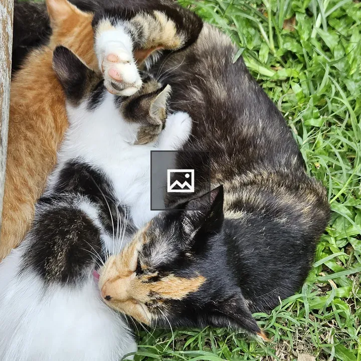 Calico Cat with Kits Resting