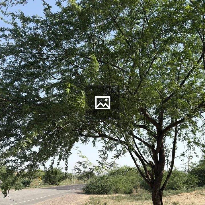 Lush tree beside dirt path