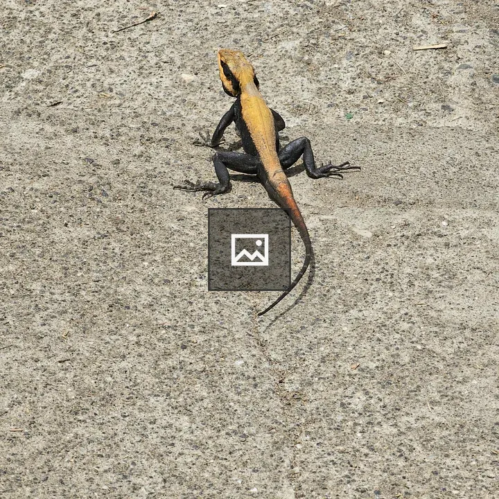 Peninsular rock agama on concrete