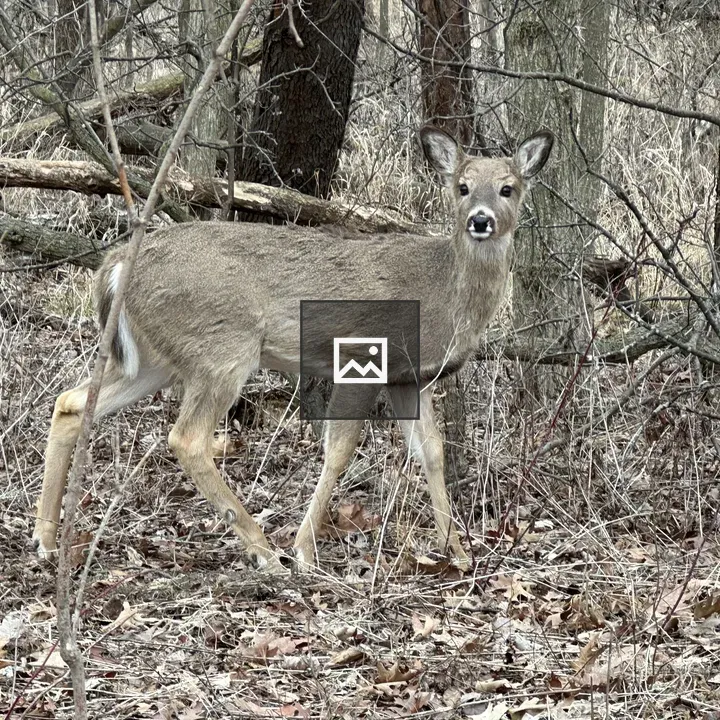 Doe grazing on golf course rough