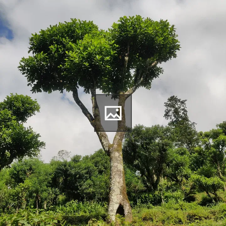 Tall tree with lush canopy