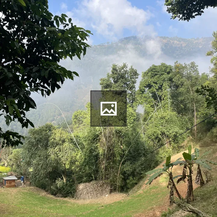 Lush Green Landscape with Bamboo and Banana