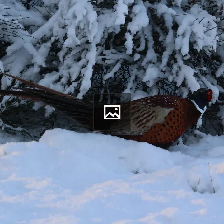 Male Pheasant in Snow