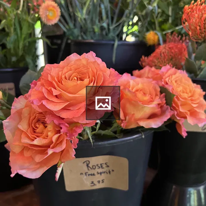 Free Spirit Roses