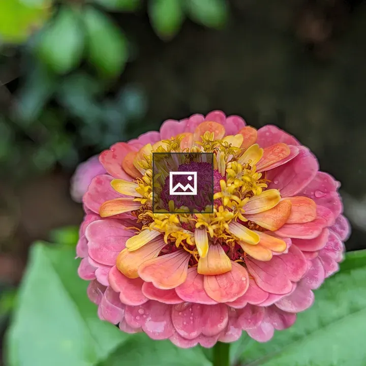 Pink zinnia with yellow center