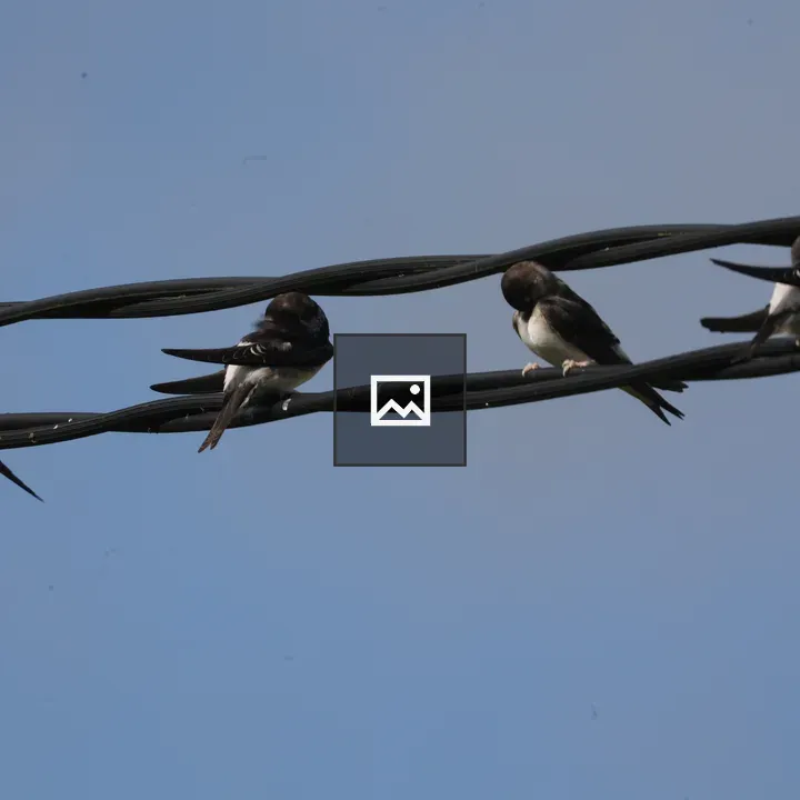 Swifts on Telephone Cables