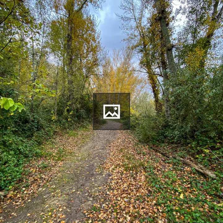 Dirt path through autumn forest