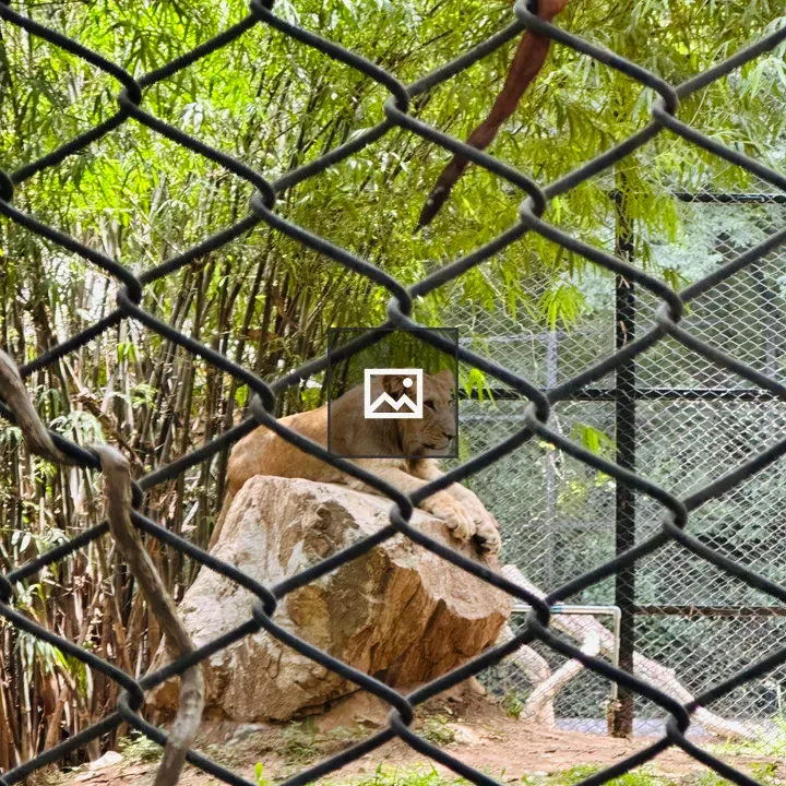 Lion inside the zoo