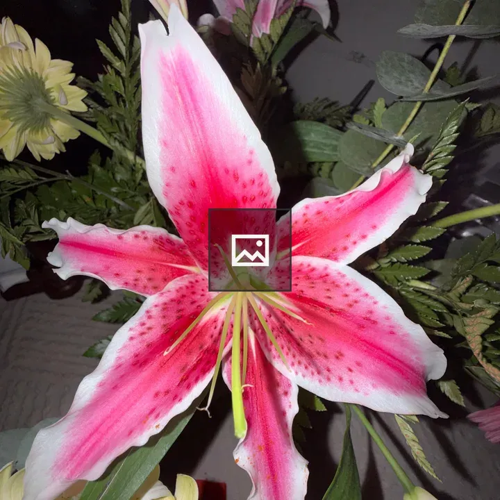 Pink Stargazer Lily Close-Up