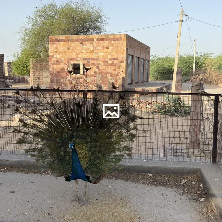 Peacock in Enclosed Area