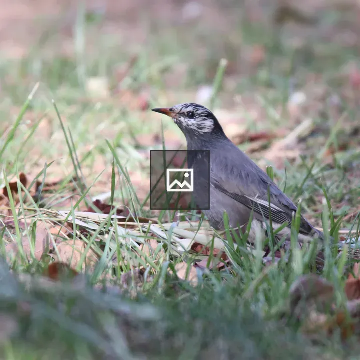 White-cheeked Starling in Grass