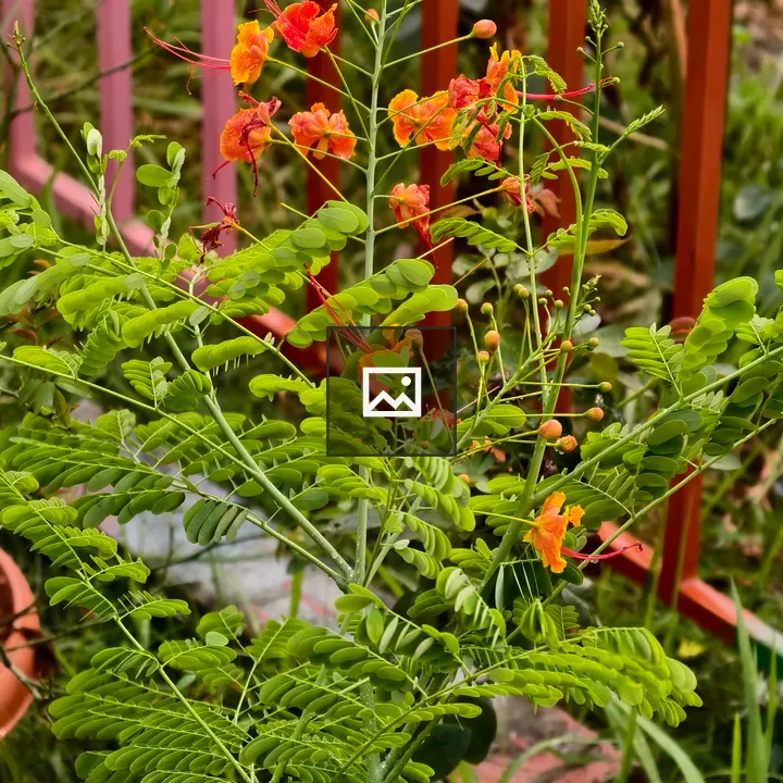 Orange peacock flower plant
