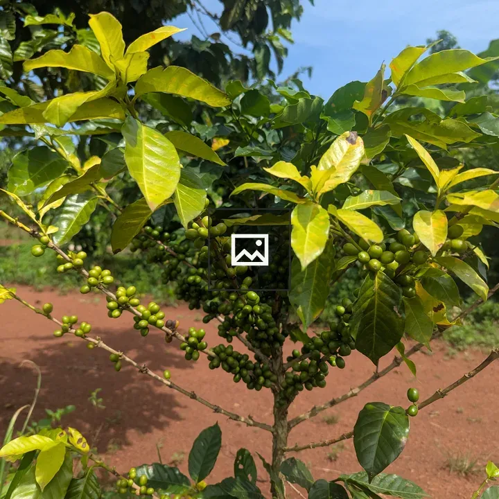 Young coffee plant