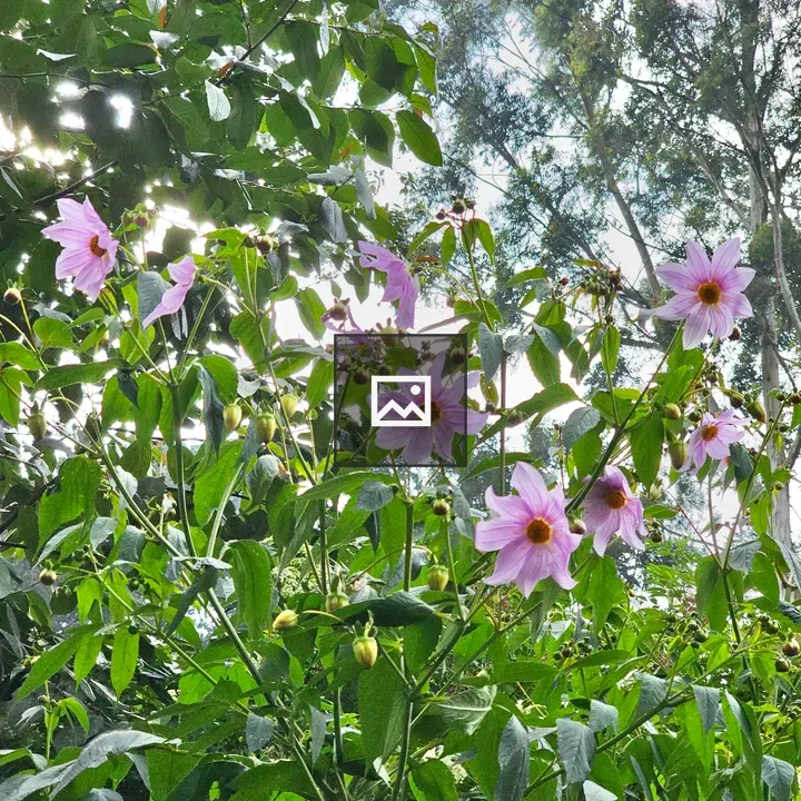 Dahlia imperialis Flowers and Buds