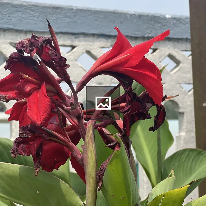 Close-up Red Flowers</title>