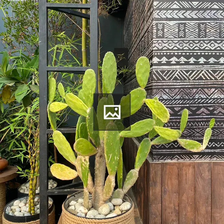 Potted cactus in woven basket