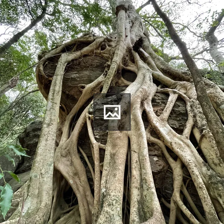 Massive tree roots over ruins