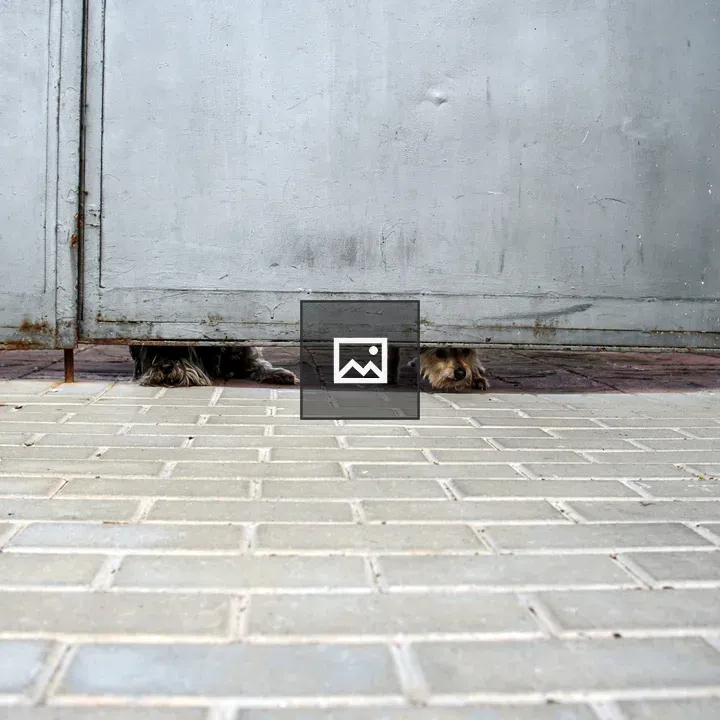 Two dogs under gate