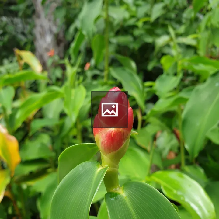 Nature Flower and Leaf