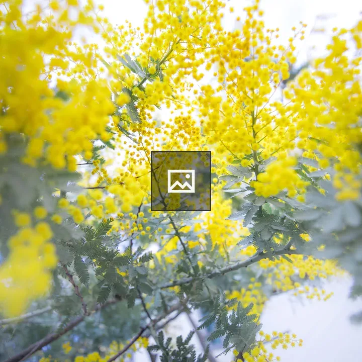 Mimosa in early spring